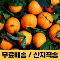 제주 감귤 제주도 귤 밀감 타이벡 노지감귤 조생 극조생 3kg 5kg 10kg 햇 프리미엄 고당도 감귤농장 산지직송 택배, 노지감귤 10kg, 중대과 (L-2L)