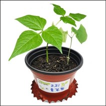 일음쇼핑^^m자람 씨앗이 싹트는 조건과 강낭콩의 한살이(4개세트) 과학완구 재배 키우기 교육 초등교구 학습 관찰일medi^^, ab^^선택없는
