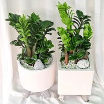 매장인기상품 플라워석 추천상품 보석금전수 45cm + 화이트도자기 예쁜화분 키우기쉬운 보석 금전수 공기정화 반려식물 선물강추, 원형