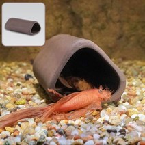 어와둥둥 안시산란상 아쿠아룸, 안시산랑상