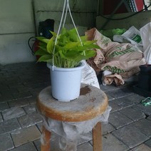 꽃백화점 형광스킨답서스 중품 수경식물 30~40cm 69