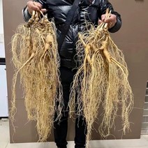 장백산 산삼 인삼 일류 동북 야생 포도주 선물, 산림산삼 20년 60cm, 15g