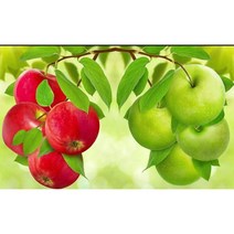 대진 보석십자수 40X80 50X40 사이즈 대형 금전운 보석 십자수, 09 부귀의 사과 40x50, new