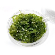 물미역 모스 음성수초 1통 (7cm), 단품
