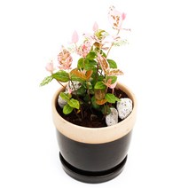 아침향기 공기정화식물 도토리화분 40종, 초설, 도토리 화이트