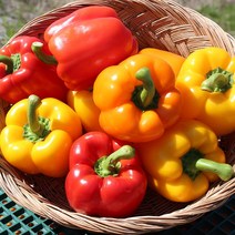 [산지직송]전북 익산 가정용 파프리카 2kg(12-15개)