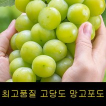 샤인머스켓포도 특급 샤인머스켓가격 2kg 고씨네 김천샤인머스켓 상주샤인머스켓 망고포도