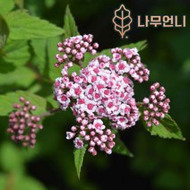 조팝나무 나무언니, 스파클링샴페인 4치포트(2개세트), 1개