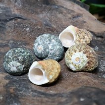 스트라이프터보쉘 (1.0~1.5cm) 소라게쉘, 타이니:1.3~1.5cm