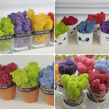 [플라라] 스칸디아모스 공기정화 테라리움 화분 용기 반려식물, 17. 투명사각 (빨강)