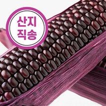 블랙베리 옥수수 마약옥수수 햇옥수수 햇찰옥수수, 블랙베리 10입