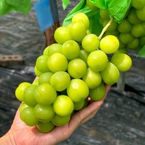 더조은푸드 [더조은] 경북 영천 샤인머스켓 2kg 4송이 (에어포장), 1개