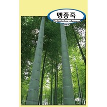 씨앗과세상만물 맹종죽 씨앗 10립, 1팩
