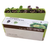 베란다텃밭 상추 적겨자 적상추 여름상추 씨앗 키우기 키트