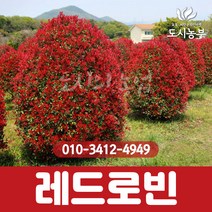 홍가시/레드로빈/1m/홍가시나무/H1.0/1등묘/홍가시묘목/홍가시나무묘목/레드/단풍/나무/묘목/도시농부, 홍가시/레드로빈/1m