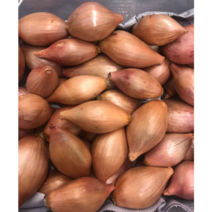 샬롯 500g 네덜란드산 양파 미니양파 적양파 보라양파 단맛나는 작은양파