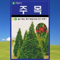 주목 씨앗 주목 나무 씨 종자 100립, 단품