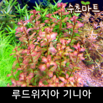[수초마트] 루드위지아 기니아, [단품] 3줄기