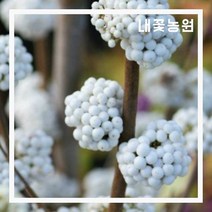 좀작살 스노우퀸 P9