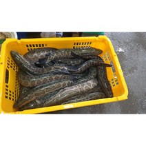 가물치 국내산 보양식 산모 산모회복 재료 민물나라 달인직판, 1k