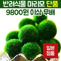 일본정품 마리모 키우기 수경식물 어항 꾸미기, 마리모 단품[소]