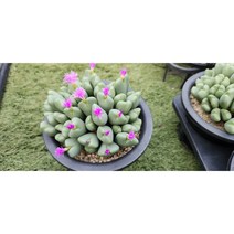 다육세상 다육이 빌로붐특대품, 1개