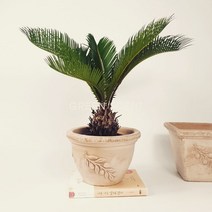 소철나무 화분 야자수 실내인테리어식물, 1개