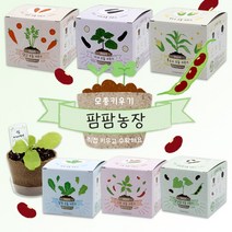팜팜농장 모종키우기 6종 / 모종심기 씨앗 꽃 체험학습재료 원예체험, 가지