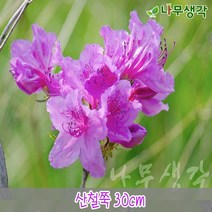 착한가격 나무생각 / 철쭉모음 / 30cm/40cm / 5주묶음, 주, 산철쭉 30cm 5주묶음