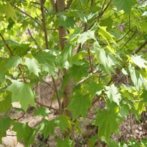 우산고로쇠나무 120L포트 h1m전후 산삼고로쇠, 1개