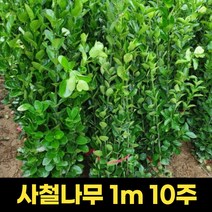 사철나무 10주 1m 공원 정원 아파트조경 울타리 묘목