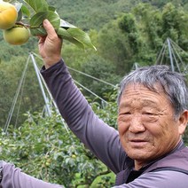 창녕 태추단감 4.5KG, 대과 4.5KG 내외 (17-20과)