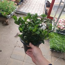 30~60cm 119 치자나무 중대품, 1개