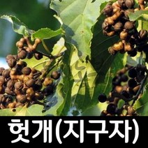 지구자/헛개나무/헛개나무묘목/실생1년이상/도시농부, 지구자 실생2년 1주