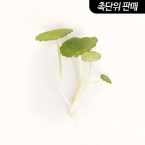 [미미네아쿠아] 워터머쉬룸 6촉 - (원예수초 전경꾸미기), 1개