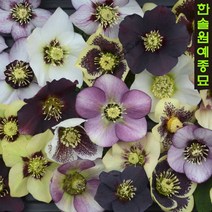 크리스마스로즈 헬레보러스 헬레보루스 겨울장미, 14. 아네모네 핑크 스팟티드(반겹)