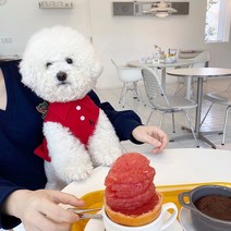 강아지명품옷 강아지봄옷 여름옷 셔츠 칼라 개 옷 여름 강아지 조끼 테디 셔츠 베어 풀오버 솔리드 컬러, 02 Red_03 M