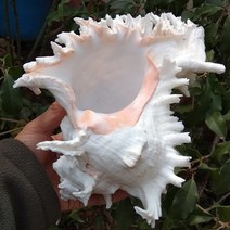 조개껍질 장식 조개껍질세트 천연 대형 소라 껍질 컬렉션 아프리카 터번 산호 집, 3.20cm-23cm
