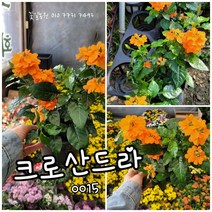 크로산드라랜덤 공기정화식물/미세먼지/공기정화효과 공기정화식물