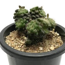 필라멘토사-소형종/괴근형성/흰털형성/다육식물