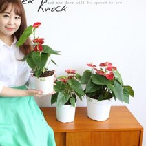 원형플라스틱미니 분갈이 화분15x14cm 소형 커버, 벤타샵그레이