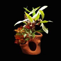 나무산란상 모듬수초(3가지), 1개