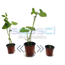 큰화분 강낭콩 기르기 키우기 1인/식물 관찰 교과서제품