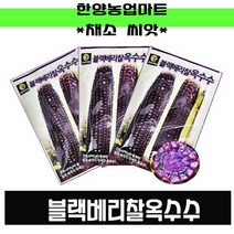 채소-블랙베리찰옥수수 1000립/안토시아닌/자색/옥수수/씨앗/종자