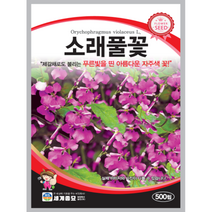 소래풀 씨앗 500립 꽃씨