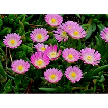 애기송엽국-핑크 10cm포트묘 (모종 4개) 노지월동 다년생 천지가야생화