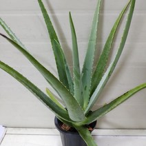 [성심] 알로에(중)119