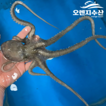 [10마리] 해남 뻘낙지 산낙지 사이즈별, 4.중대낙지(140~170g), 10개