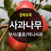 우수한 품종의 나무묘목 유실수 과실수 약용수 조경수 판매중, 사과나무, 루비에스 접목 상묘