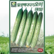 일성백다다기오이 씨앗 오이 씨 종자 50립, 1개